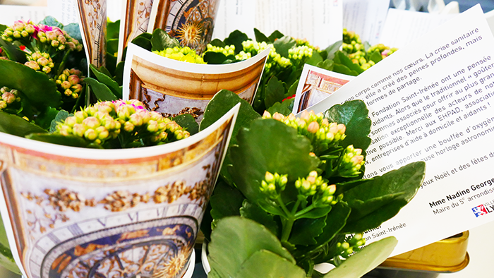 opération plante verte noel seniors